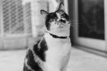 Cargar imagen en el visor de la galería, "Collar para gato Zee.Cat Gotham, collar negro sólido con hebilla de seguridad de liberación rápida (breakaway) y poliéster suave ajustable - La Mascotería de Andrea"