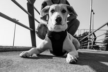 Cargar imagen en el visor de la galería, "Arnés para perro Zee.Dog Gotham Air Mesh talla S con diseño degradado gris y negro, pechera transpirable de malla suave y cierre de seguridad de 4 puntos - La Mascotería de Andrea"
