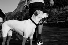 Cargar imagen en el visor de la galería, "Collar para perro Zee.Dog Gotham talla  M con diseño degradado en gris y negro, ajustable, hecho de poliéster de alta resistencia con cierre de seguridad de 4 puntos - La Mascotería de Andrea"

