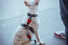 Cargar imagen en el visor de la galería, "Arnés tipo H para perro Zee.Dog Skull talla L con diseño clásico de calaveras blancas sobre fondo negro, pechera ajustable de poliéster ultra resistente con cierre de seguridad - La Mascotería de Andrea"
