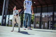 Cargar imagen en el visor de la galería, "Correa para perros Zee.Dog Skull talla L con diseño de calaveras en blanco y negro, poliéster de alta resistencia y mosquetón con cierre de seguridad - La Mascotería de Andrea"
